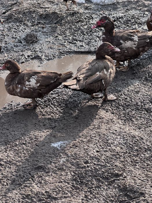 Продам индоуток!!