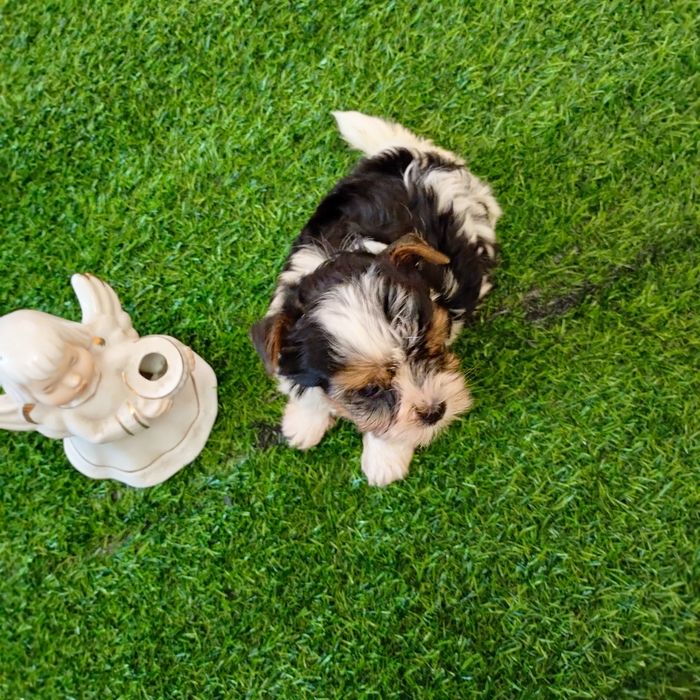 Продам щенка бивера