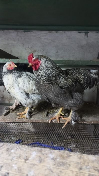 Продам петуха годовалого