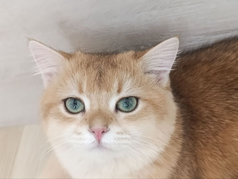 Vyazka britanskiy shinshilla by  ny 12