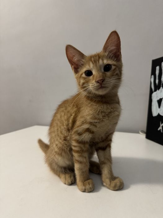 Котенок бесплатно