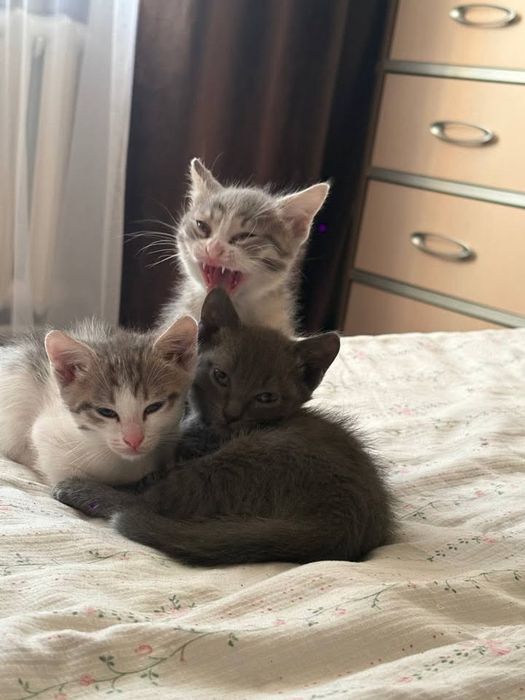 отдам котят в хорошие руки