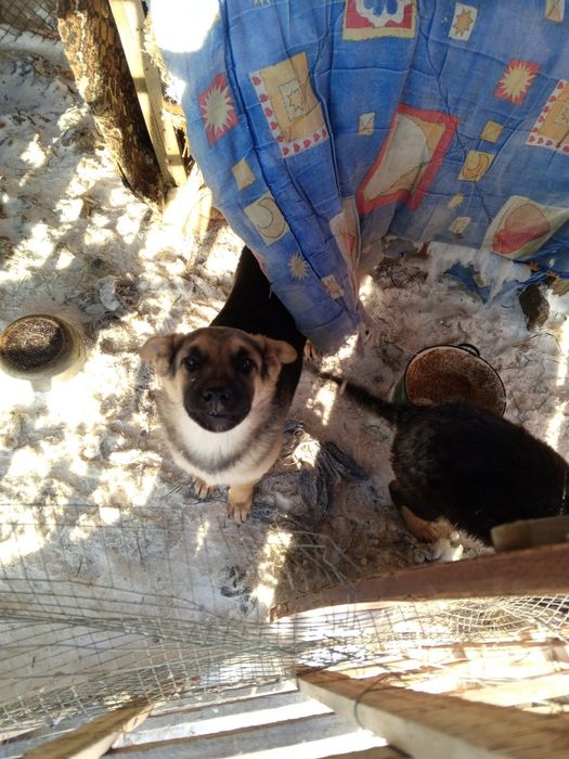 Отдам щенков в добрые руки