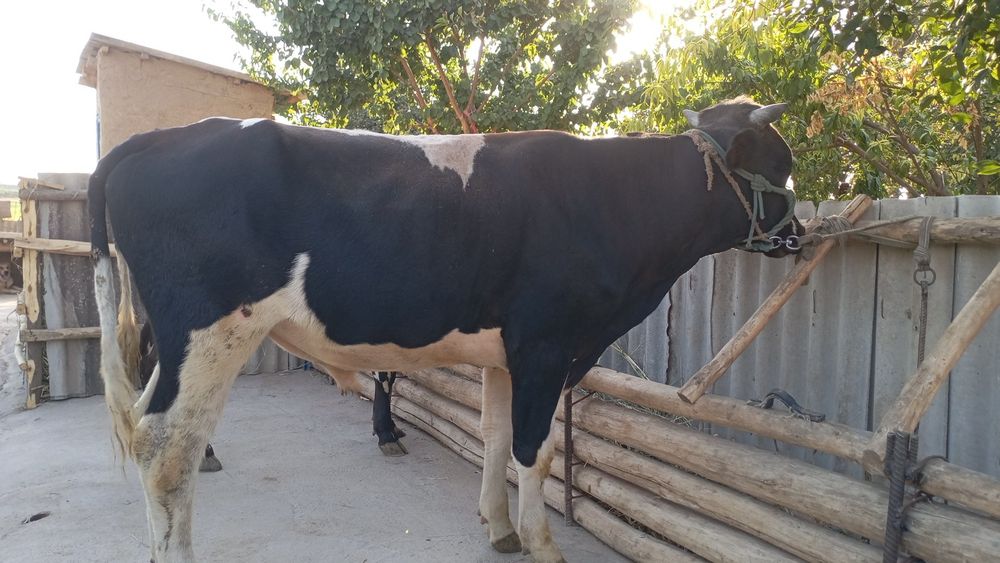 Букалар сотилади