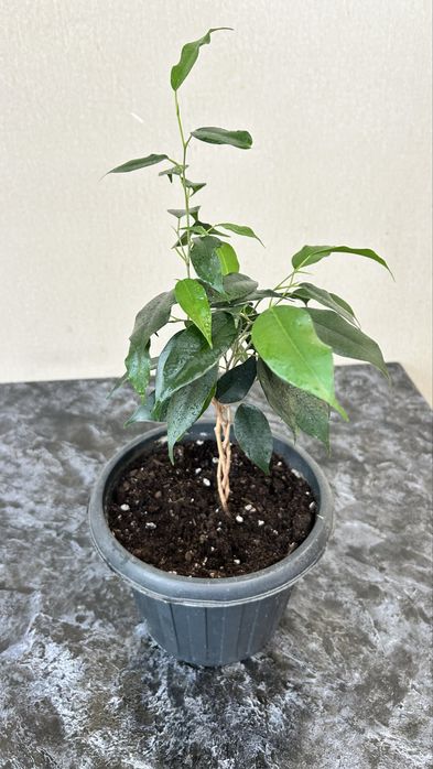 Фикусы Бенджамена укорененные