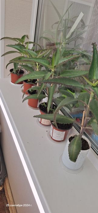 Алоэ лекарственный