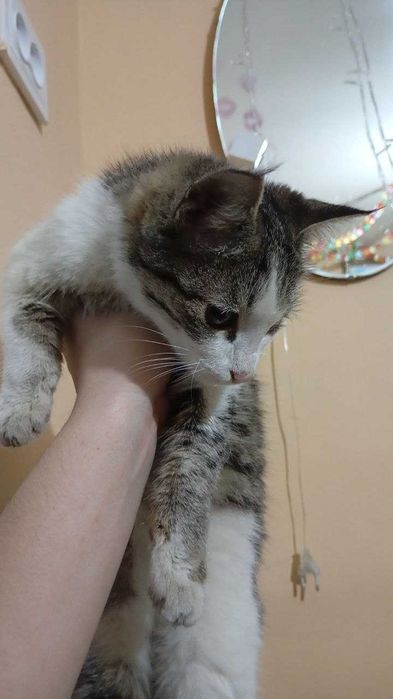 Отдам котенка в  добрые руки