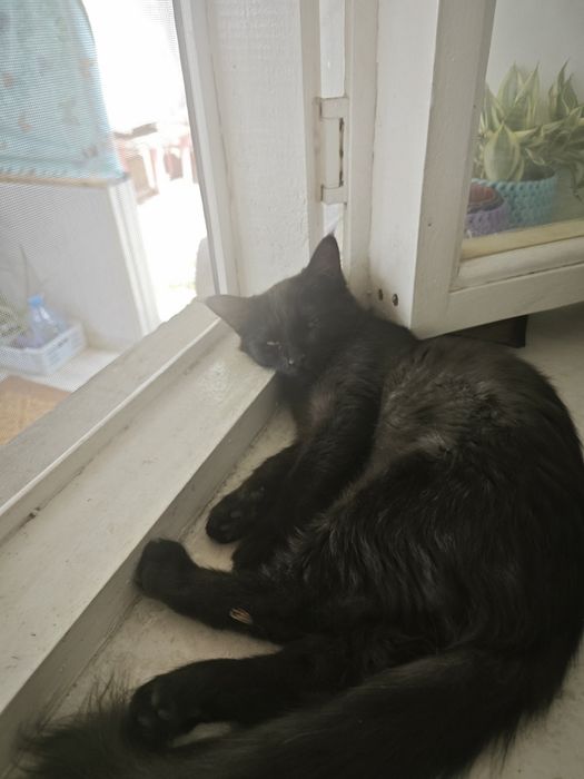 Сибирский кот, в хороши Руки.