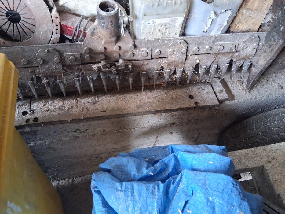 Cositoare carpatina de Miercurea Ciuc