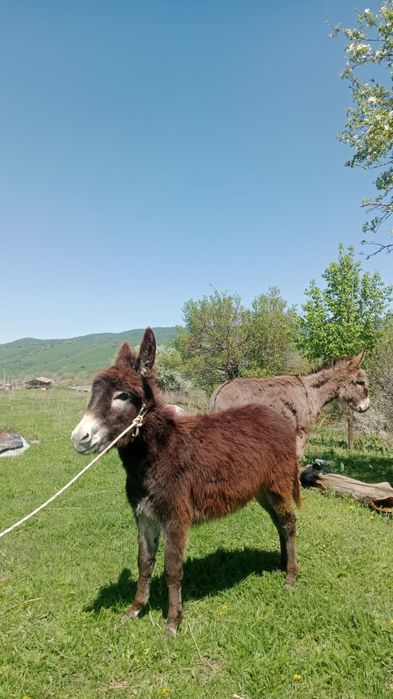 Продам ослиц срочно