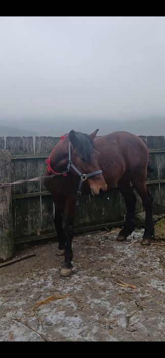 Vând harmasar 4 ani mai multe detali in privat