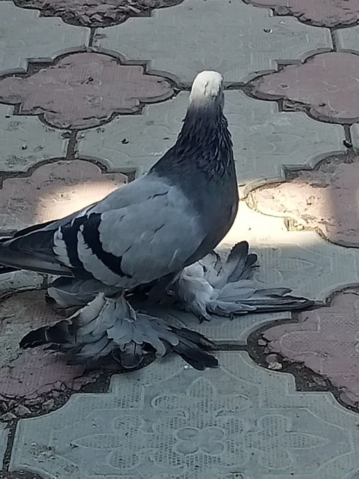 Голуби сизые лётные