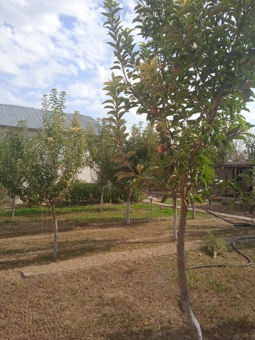 Dacha  sotiladi tez va arzon