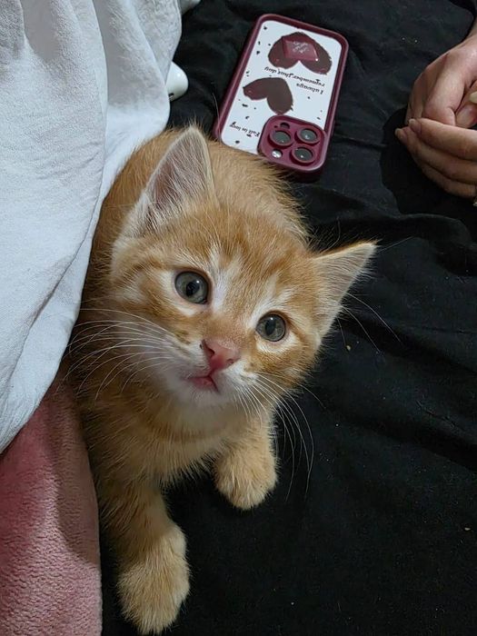 Рыжий котёнок в добрые руки