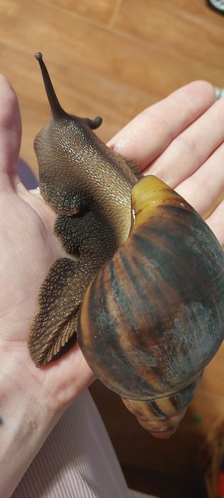 Улитка архахатина