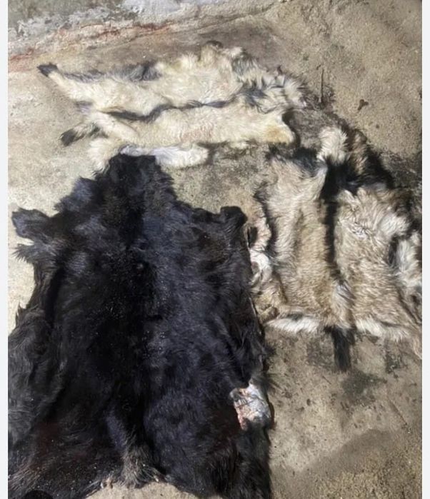 Прием козьих шкур и шерсть
