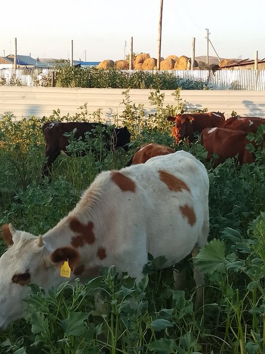 Продам коров телят