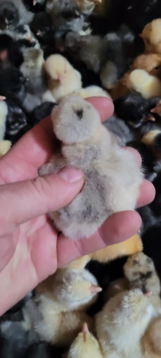 Pui de găină, somborska kaporka, pita pinta,moțati și golaș