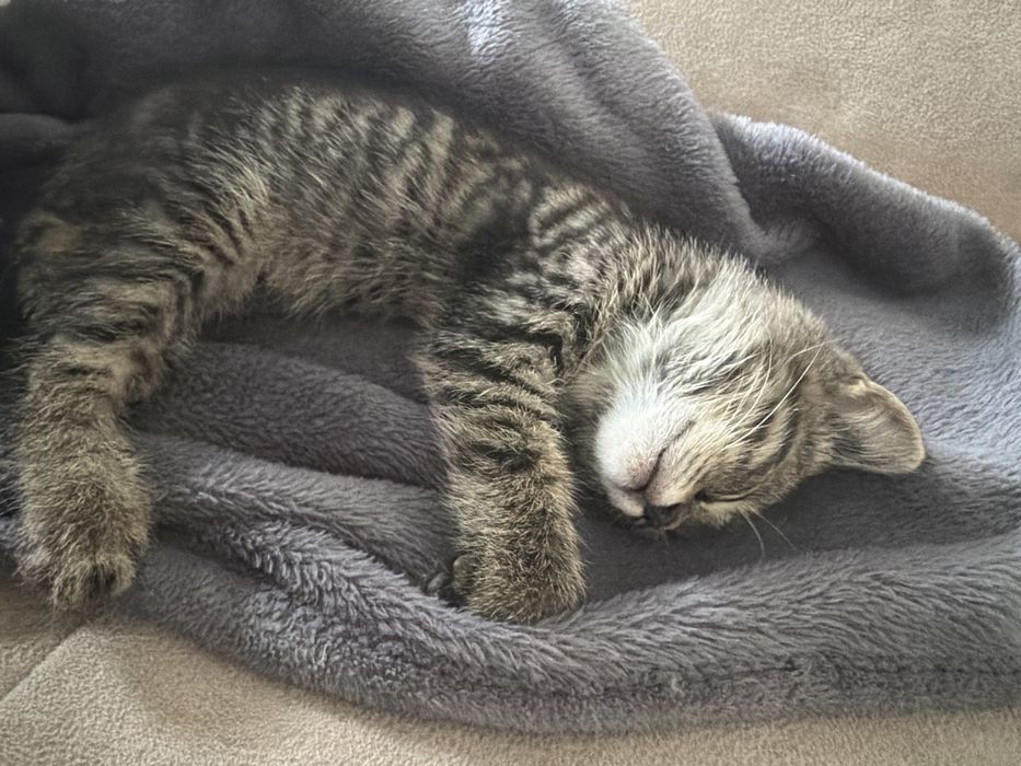 Отдам котёнка бесплатно