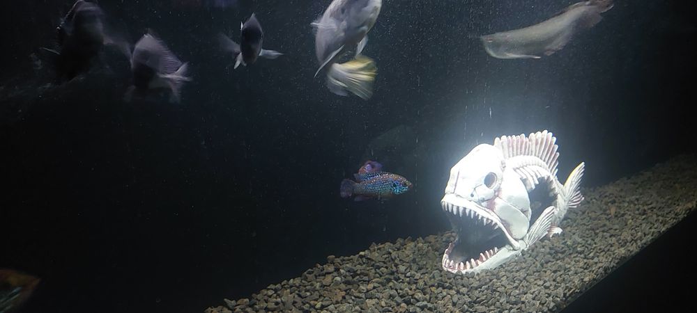 Продам аквариумных рыб