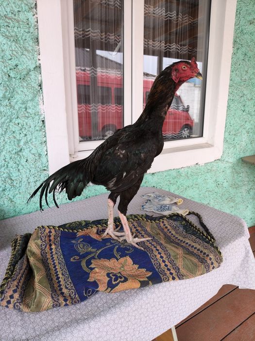 Продаются яйца от дакана