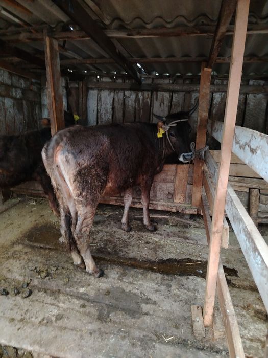 Продам корову с телятами