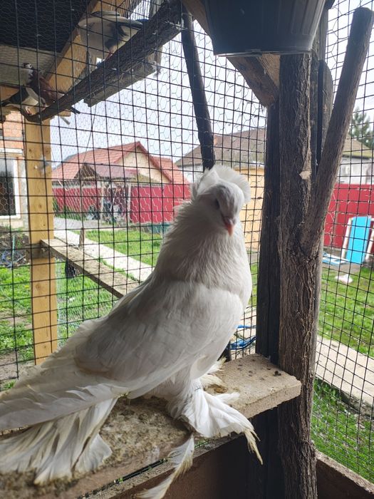 Urias maghiari pereche