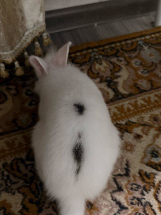 белый кролик, в полной комплектации