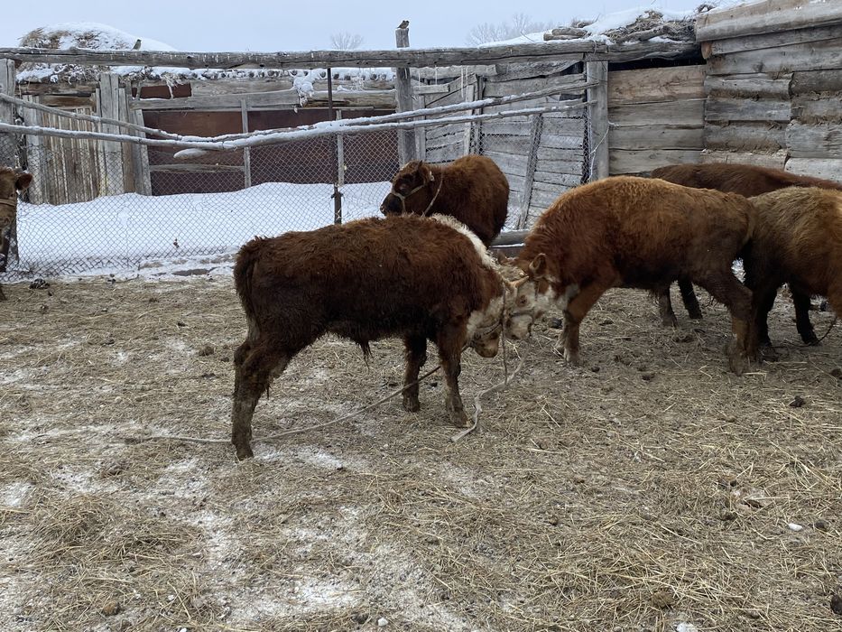 14 бас 1 жасар потсос бұқалар сатылады