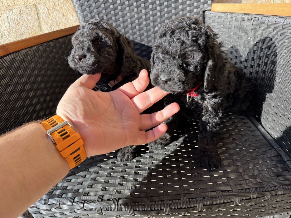 Мини пудели Актуално от 22.12.2025