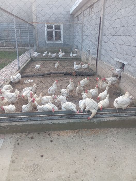 Продам куры корал ник