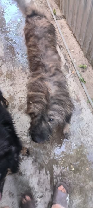 Donație câini în Brăila