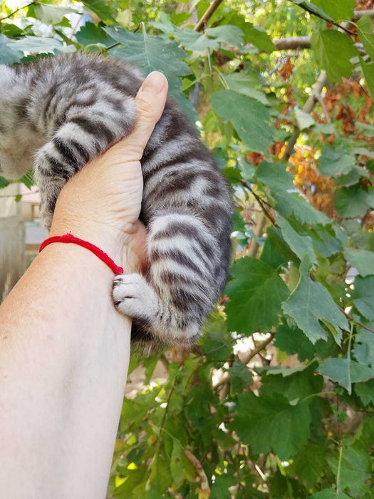 Отдам в добрые руки котят