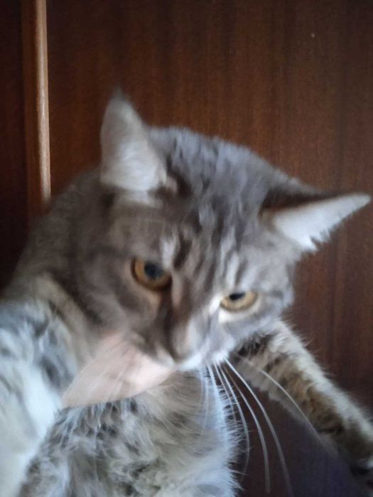 кошечкка страйт помесь, 6 месяцев.