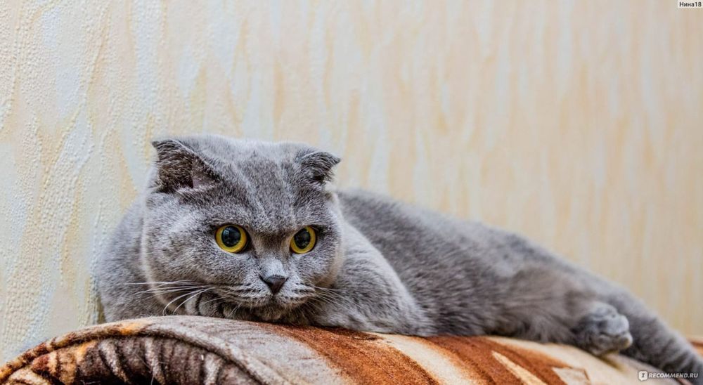 Кошка скотиш фолд