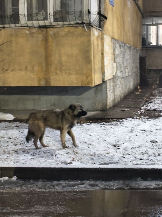 Собака найдена Мамыр