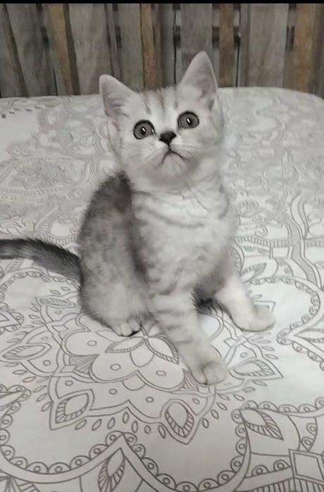 Две девочки. Скоттиш Страйт.