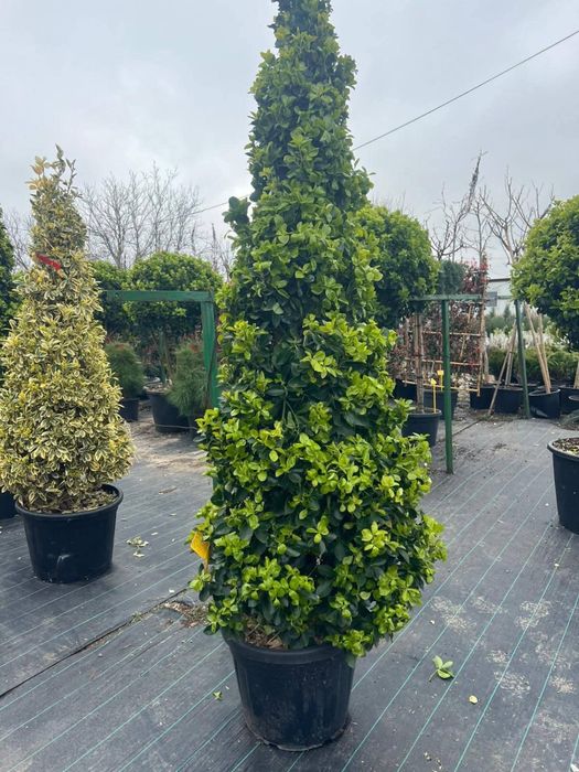 Plante ornamentale
