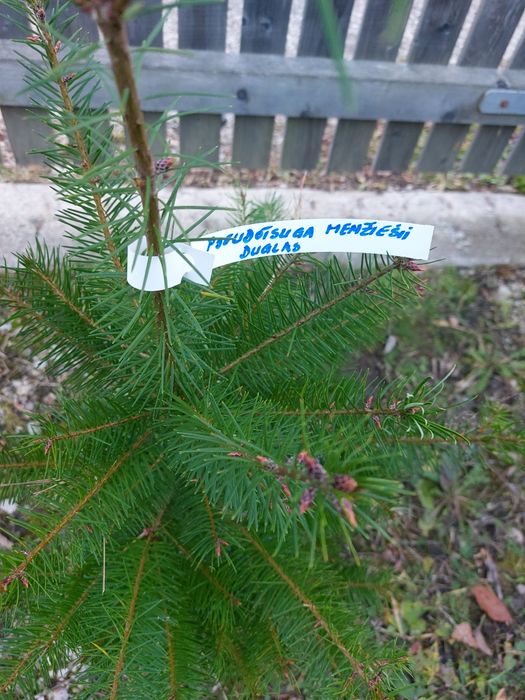 Brazi duglas Pseudotsuga menziesii cu balot de sol- 70-90 cm