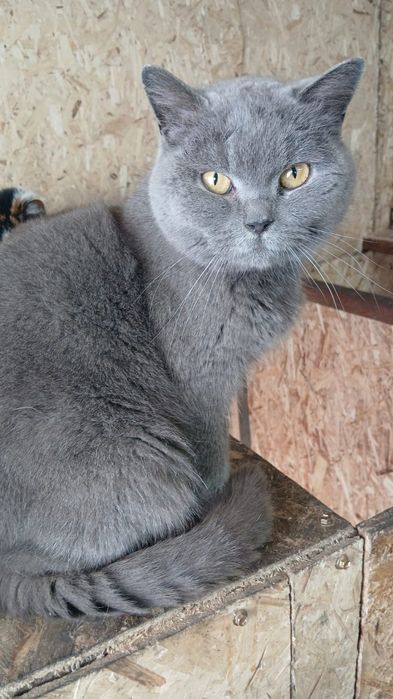 Котики и кошечки ищут дом