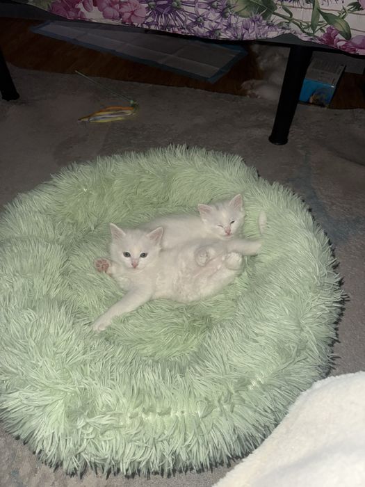 Подам котят Турецкой Ангоры