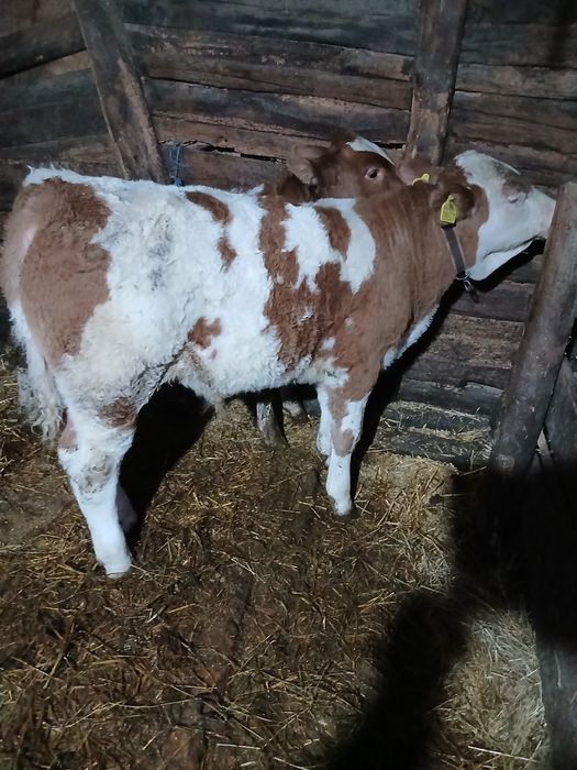 Vând doi taurasi baltati