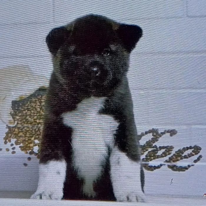 Щенки красивые с документами