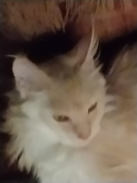 Котёнок Мейн-кун