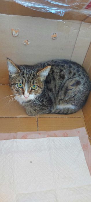 Потерялся котёнок