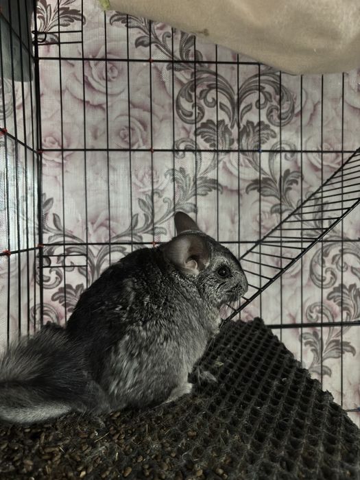 Шиншиллы 2 штуки