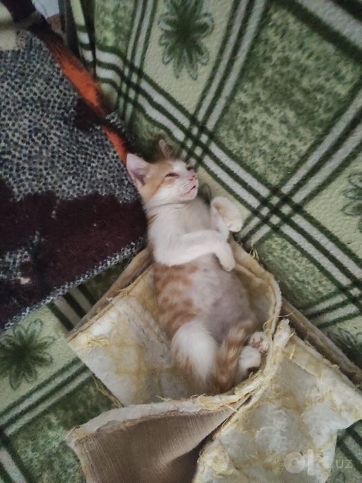 пристраиваются котятки в ответственные руки