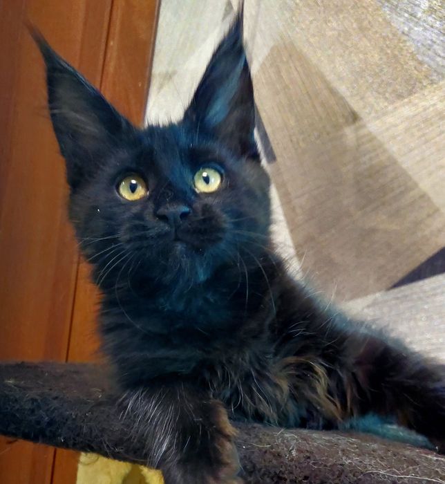 Свободные котята Мейн-кун