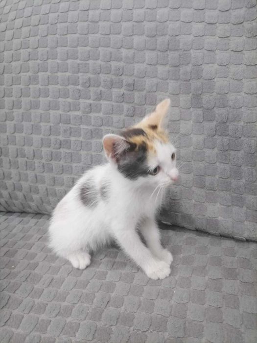 Отдам срочно котят в добрые руки