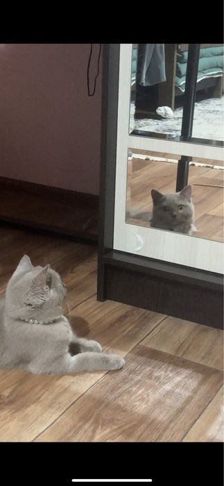 Отдаем кошку в добрые руки